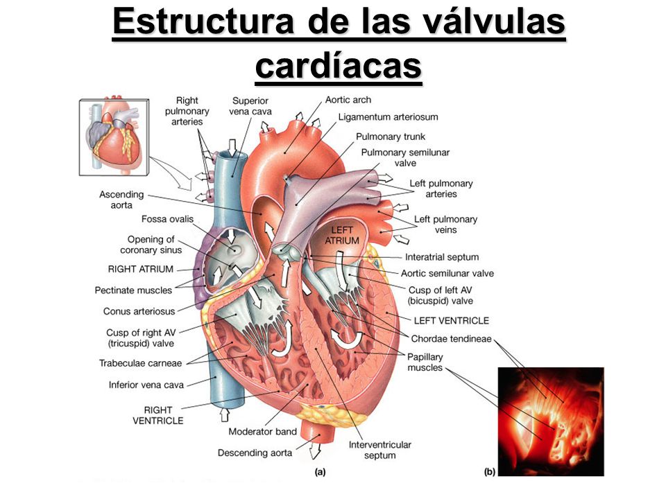 Cardíacas arterias y venas válvulas